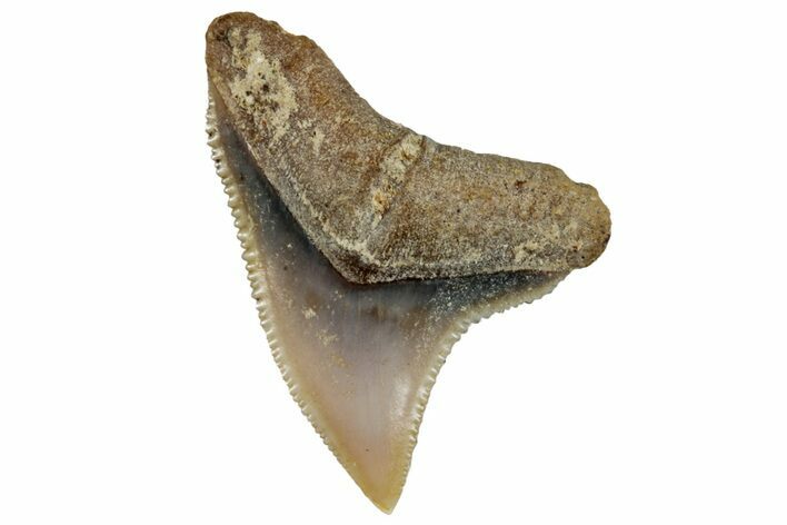 Fossil Shark (Carcharhinus) Tooth - Bone Valley, Florida #297236